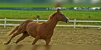 Kentucky Downs Expanding Historic Horse Racing Machine Space