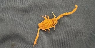 Venetian Guest Claims Scorpion Stung His Testicles, Now Talking Lawsuit