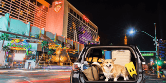 Pet-Friendly Hotels On The Vegas Strip