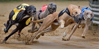 Wales Greyhound Ban Bill Under Fire from Politicians and Industry