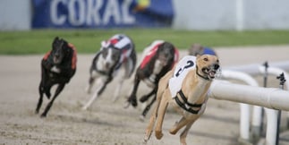 High Court Clears Wales Greyhound Ban as GBGB Eyes Appeal and May Election