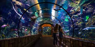 Find Your Zen at New 'Yoga with Sharks' Series at Mandalay Bay