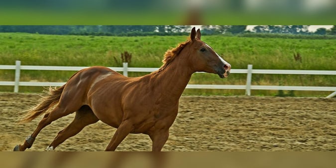 Kentucky Downs Expanding Historic Horse Racing Machine Space