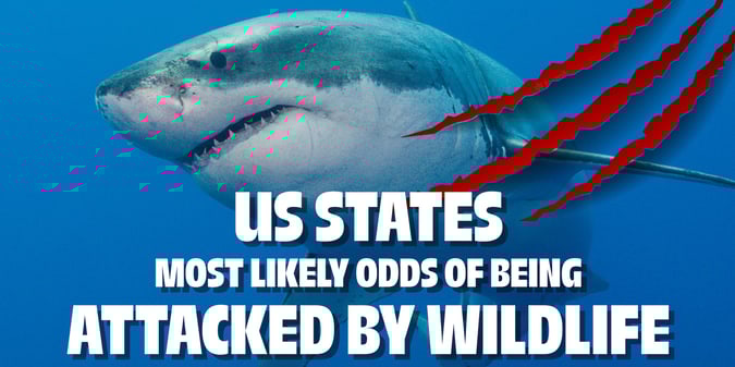 US States Where You Are Most Likely Being Attacked By Wildlife