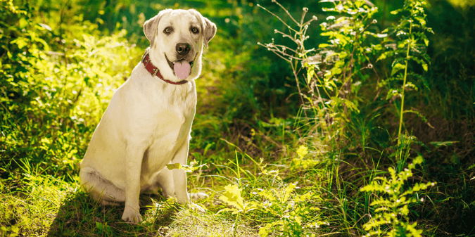 The United State's Favorite Dog Breed by State 2024