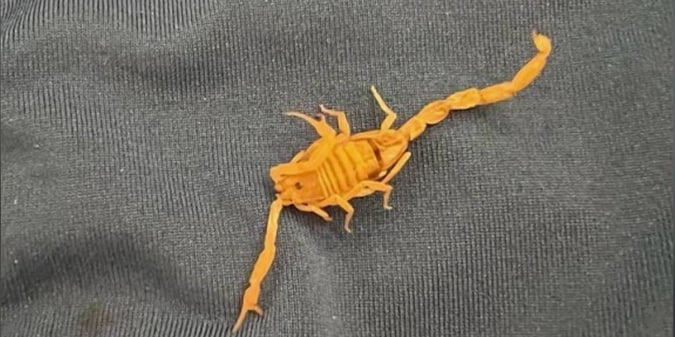 Venetian Guest Claims Scorpion Stung His Testicles, Now Talking Lawsuit