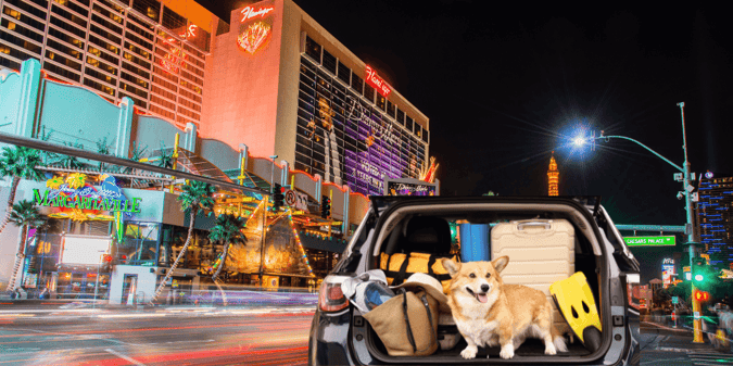 Pet-Friendly Hotels On The Vegas Strip