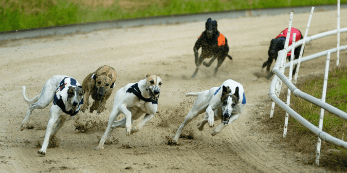 Greyhound Racing Ban in Wales, Politics or Animal Welfare?
