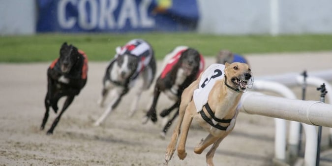 High Court Clears Wales Greyhound Ban as GBGB Eyes Appeal and May Election