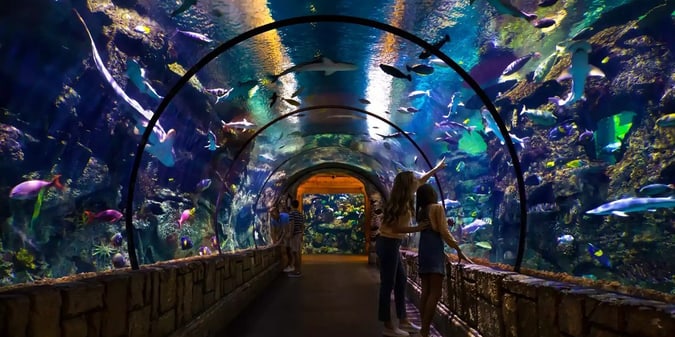 Find Your Zen at New 'Yoga with Sharks' Series at Mandalay Bay